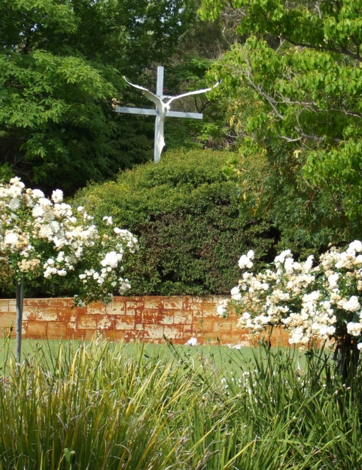 Koolyangarra Dove