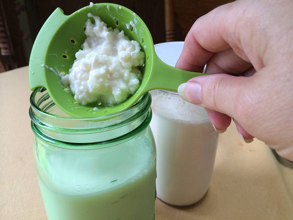 kefir-grains.jpg