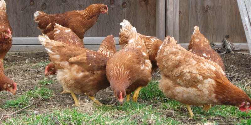eh-chicken-walk.jpg