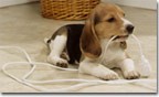 dog cable