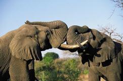 elephants