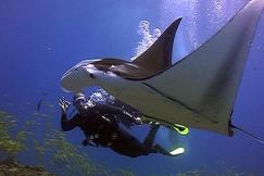 stingray