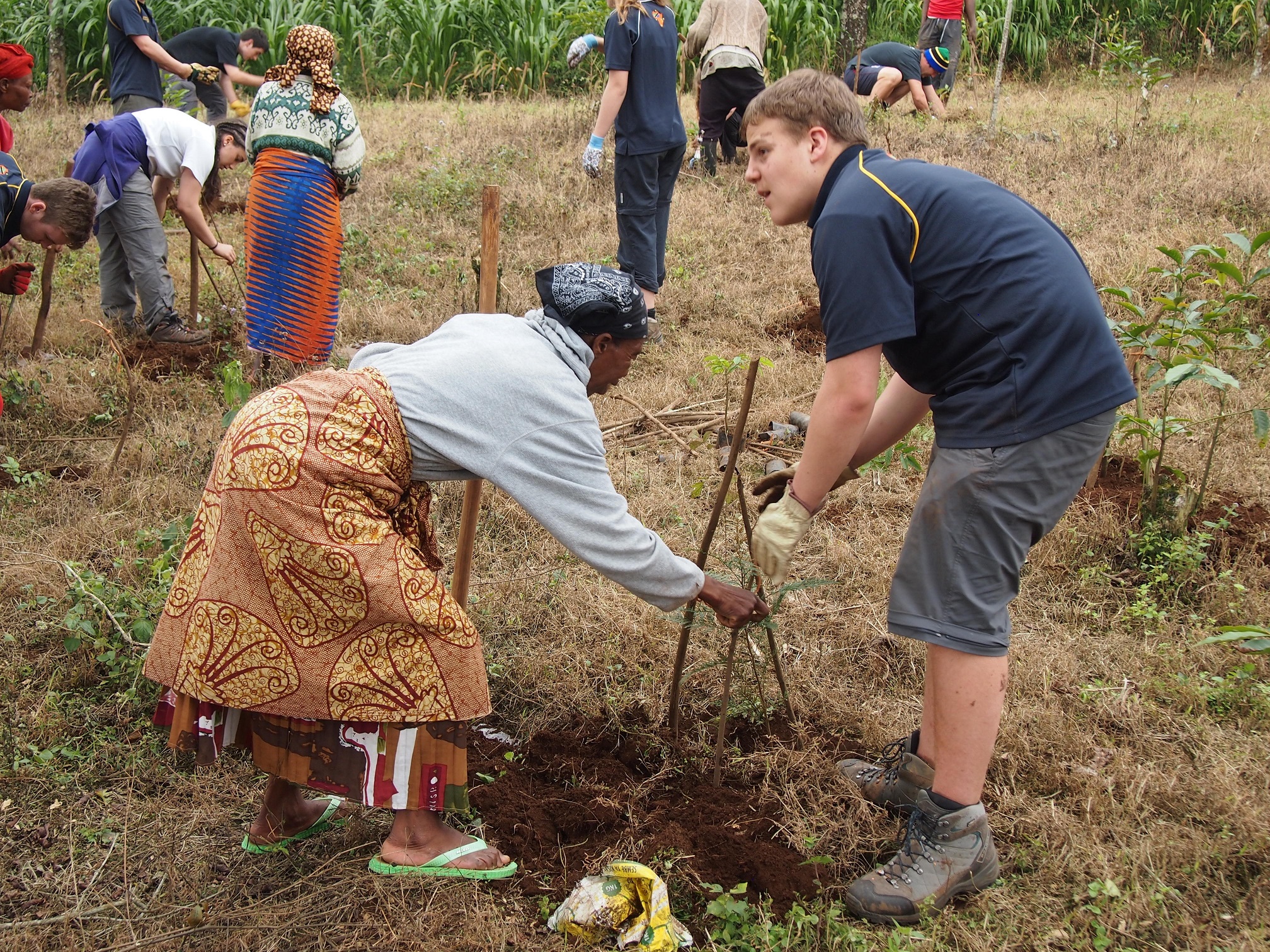 T planting