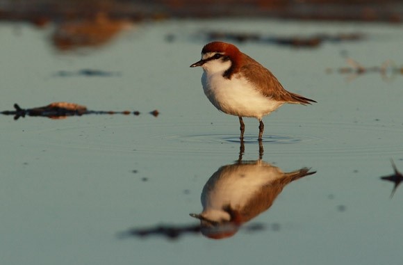 bird